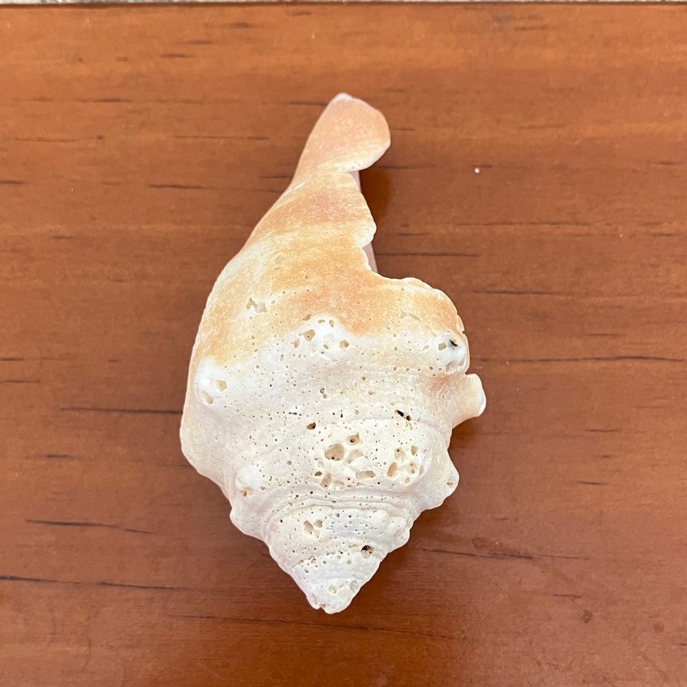 Shell - Picture 2 of 3